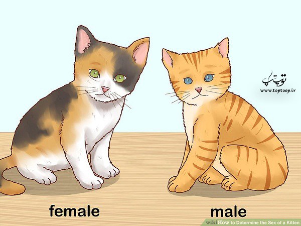 شناخت جنسیت بچه گربه