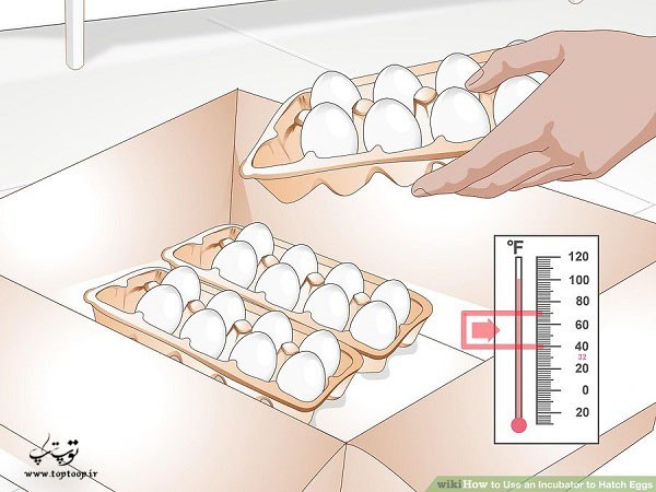 انحوه استفاده از دستگاه جوجه کشی برای جوجه کشی تخم مرغ ها جوجه کشی