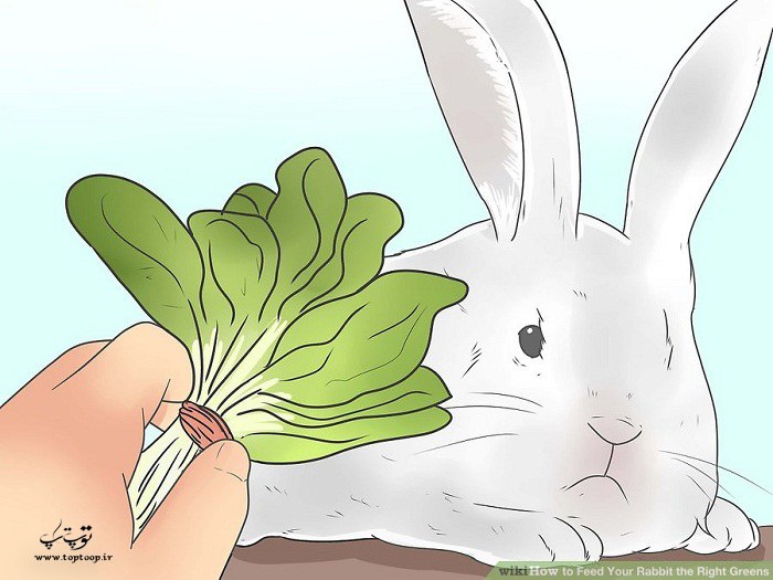 سبزی مناسب برای خرگوش