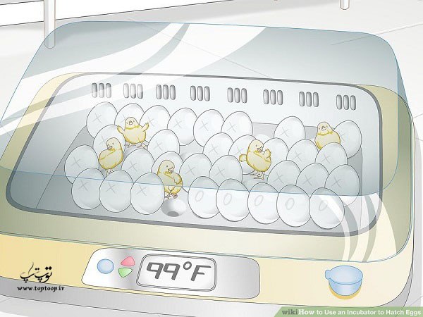 انحوه استفاده از دستگاه جوجه کشی برای جوجه کشی تخم مرغ ها جوجه کشی