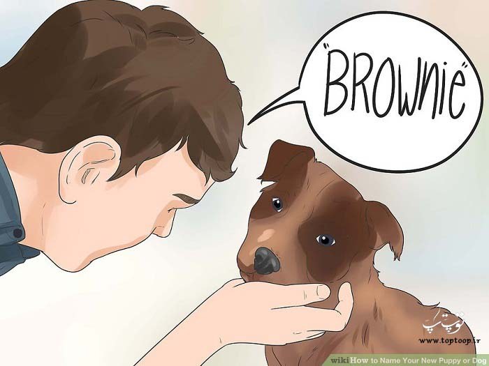چگونه بر روی توله سگ یا سگ خود نام بگذاریم