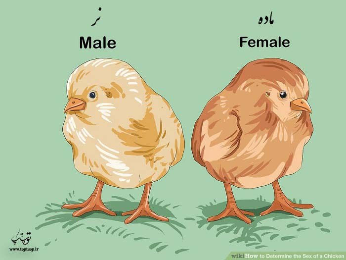 جنسیت جوجه مرغ