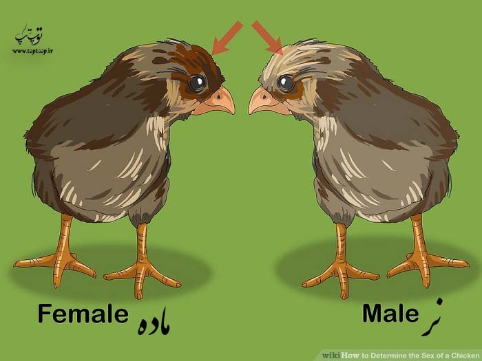 تعیین جنسیت جوجه مرغ