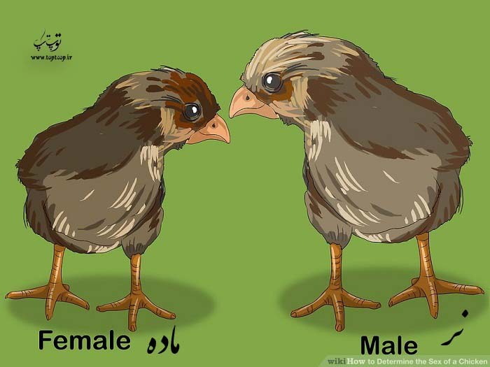 راههای تشخیص جنسیت جوجه مرغ