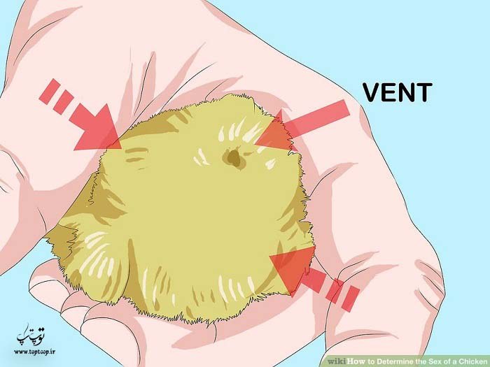 دختر یا پسر بودن جوجه مرغ