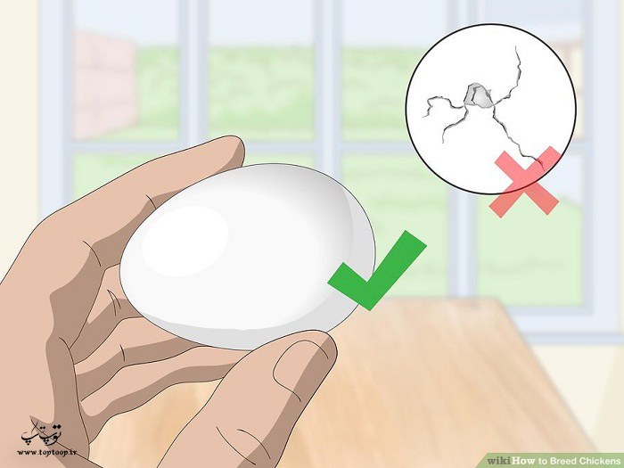 انتخاب تخم برای جوجه کشی