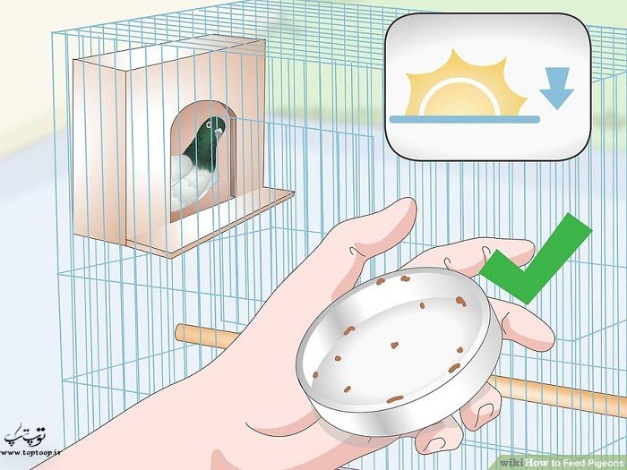 بهترین توصیه ها برای غذای کبوتر