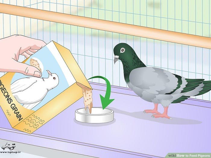 روش های درست برای غذا دادن به کبوتر