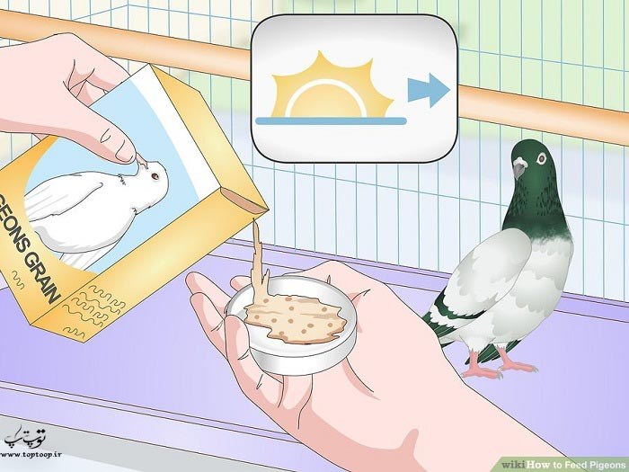 بهترین توصیه ها برای غذای کبوتر