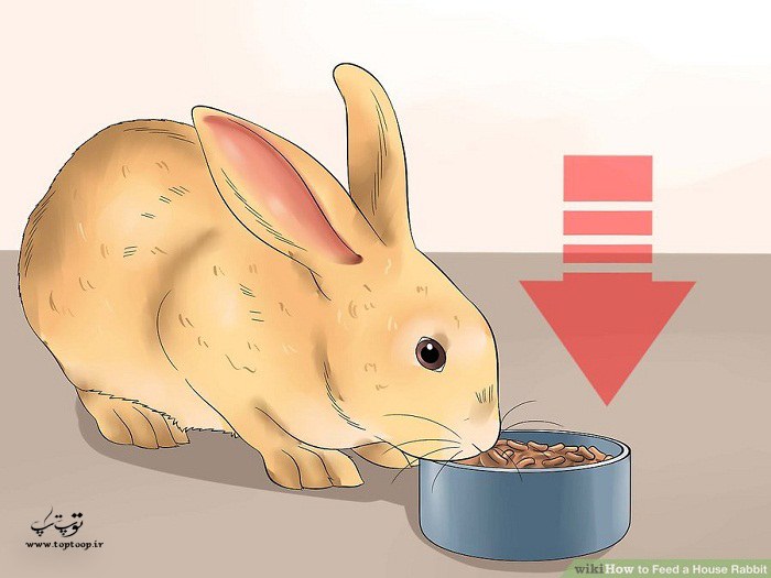 چگونه به خرگوش غذا بدهیم