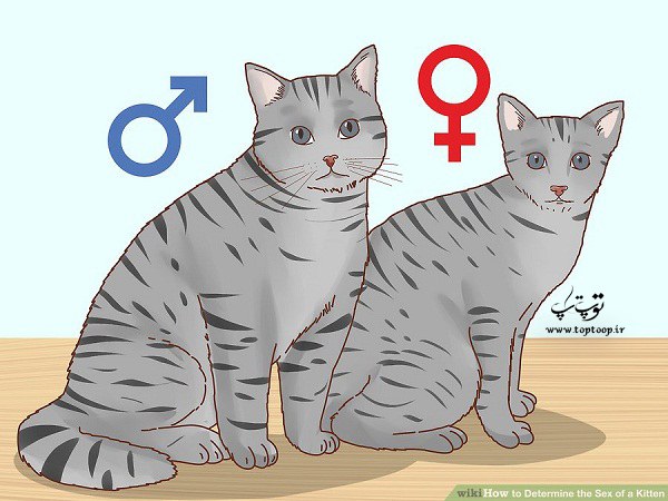 تعیین جنسیت بچه گربه