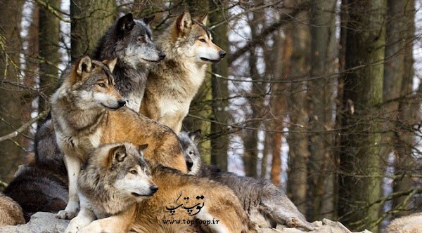 چرا سگ ها وفادارند چرا سگ ها وفادارند