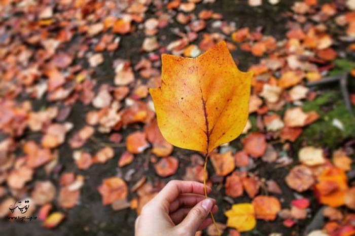 شعرهای احساسی راجع به ماه مهر