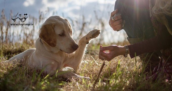 چرا سگ ها وفادار هستند ؟ بررسی با دلایل علمی