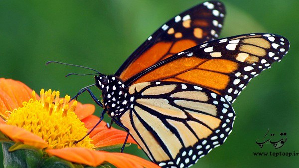 متن کوتاه درباره پروانه ، متن ادبی درباره پروانه