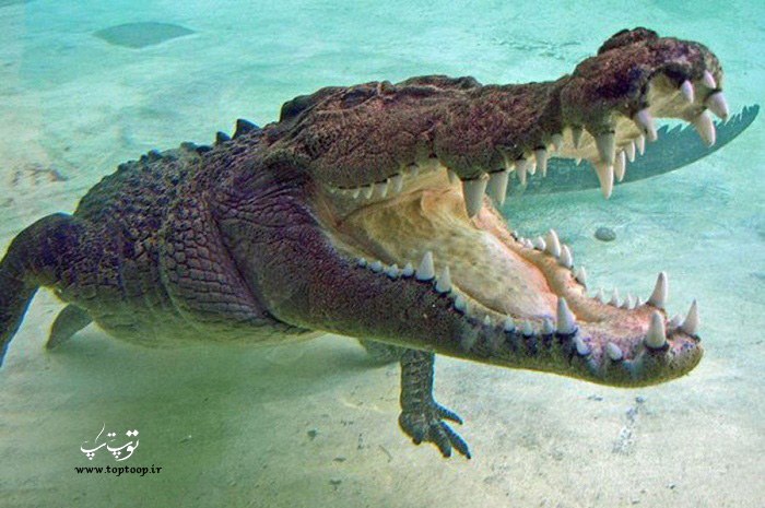 عکس تمساح در آب