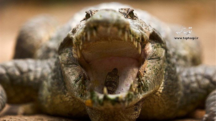 عکس آرواره تمساح