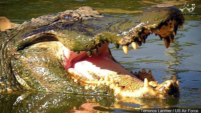 عکس تمساح خطرناک