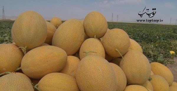 تعبیر خواب خریدن خربزه ، تعبیر خواب خربزه سبز و خربزه خراب و گندیده تعبیر خواب خریدن خربزه ، تعبیر خواب خربزه سبز و خربزه خراب و گندیده
