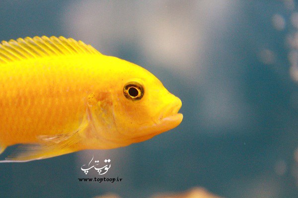 تعبیر خواب ماهی با رنگ های زرد ، و سفید