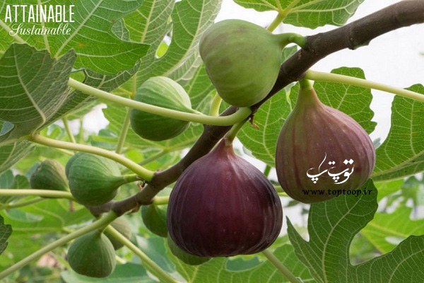 تعبیر خواب درخت انجیر تعبیر خواب درخت انجیر