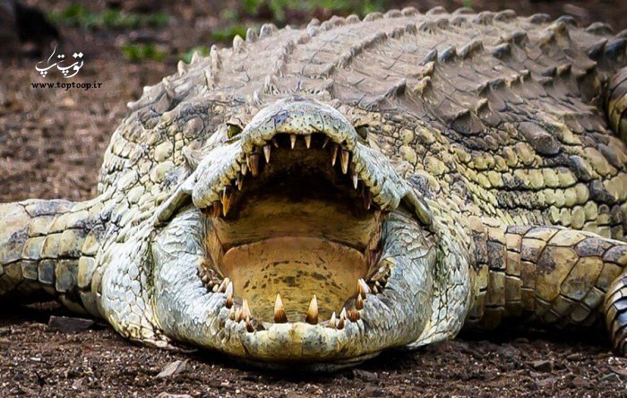 عکس از خشم تمساح