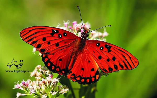 دلنوشته قشنگ و احساسی راجع به پروانه