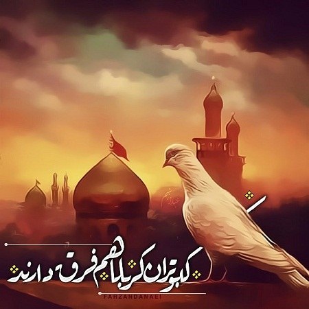 عکس پروفایل کبوتر حرم امام حسین