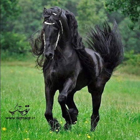 عکس اسب خوشگل برای پروفایل