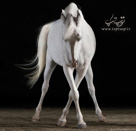 عکس اسب سفید خوشگل