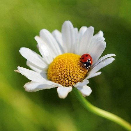 عکس کفشدوزک خوشگل