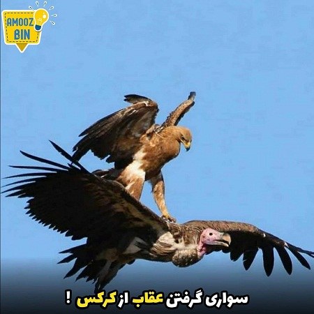 دانلود عکس نوشته عقاب