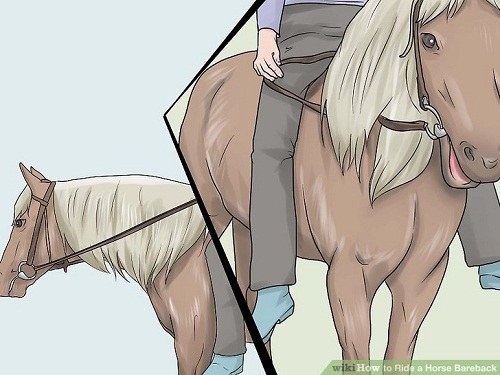 آموزش اسب سواری بدون زین