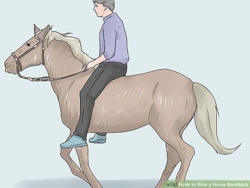 آموزش تصویری اسب سواری بدون زین