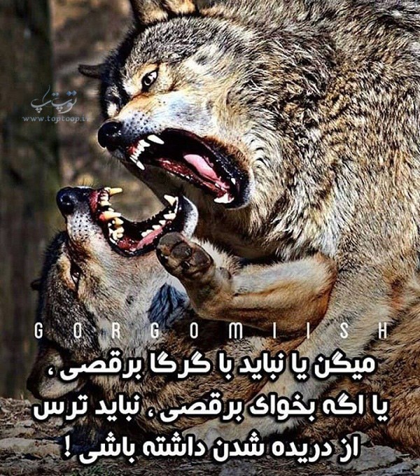 عکس نوشته گرگ جدید