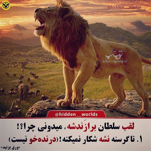 متن درباره شیر سلطان جنگل