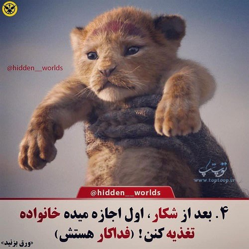 متن زیبا درباره شیر جنگل