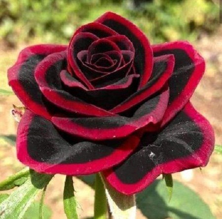 عکس گل رز قرمز و سیاه برای پروفایل