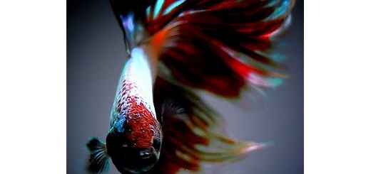 قشنگ ترین ماهی های دنیا ( آلبوم عکس خوشگل ترین ماهی ها)
