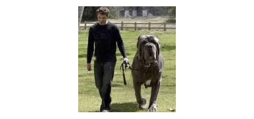بزرگترین سگهای وحشی وحشی ترین سگهای دنیا