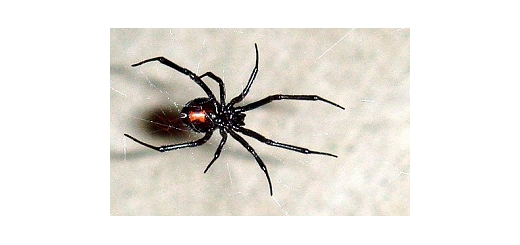 اطلاعات جالب در مورد عنکبوت