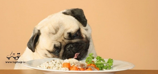 علت غذا نخوردن سگ و استفراغ (2)