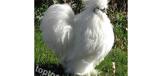 عکس زیباترین مرغ و خروس های دنیا