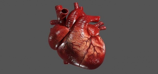تحقیق دانش آموزی درباره قلب انسان