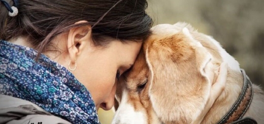 چرا سگ ها وفادار هستند ؟ بررسی با دلایل علمی