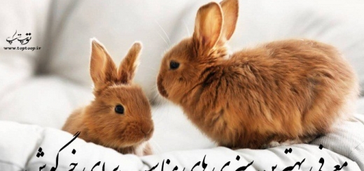 معرفی بهترین سبزی های مناسب برای خرگوش