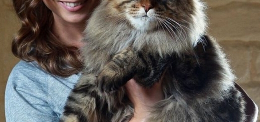بزرگترین و زیباترین گربه ی دنیا + آلبوم تصاویر