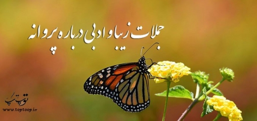 جملات زیبا و ادبی درباره پروانه