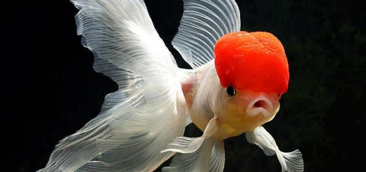 عکسهای خوشگل ترین ماهی ها قشنگ ترین ماهی های آکواریومی