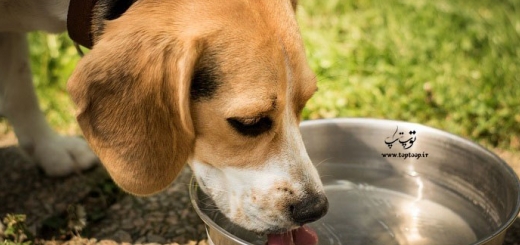 کامل ترین نکات برای پیشگیری و درمان کم آبی بدن سگ
